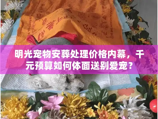 明光宠物安葬处理价格内幕,千元预算如何体面送别爱宠? 明光宠物安葬处理价格内幕,千元预算如何体面送别爱宠?