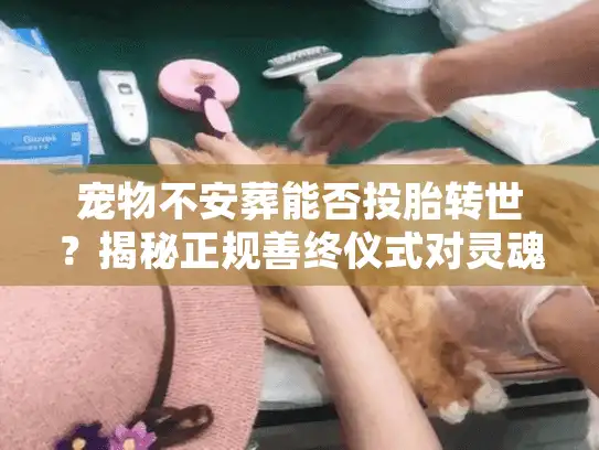 宠物不安葬能否投胎转世?揭秘正规善终仪式对灵魂归宿的刚需 宠物不安葬能否投胎转世?揭秘正规善终仪式对灵魂归宿的刚需