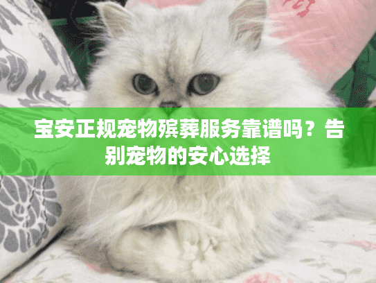 宝安正规宠物殡葬服务靠谱吗?告别宠物的安心选择 宝安正规宠物殡葬服务靠谱吗?告别宠物的安心选择