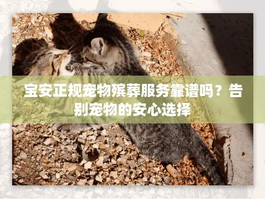 宝安正规宠物殡葬服务靠谱吗?告别宠物的安心选择 宝安正规宠物殡葬服务靠谱吗?告别宠物的安心选择