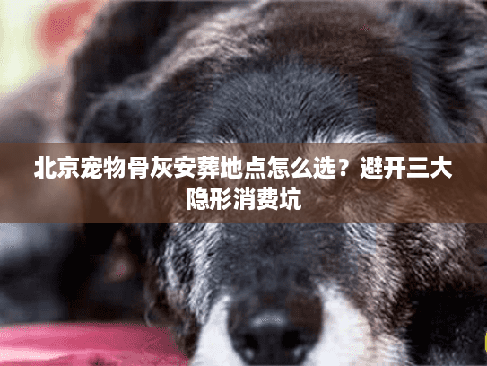北京宠物骨灰安葬地点怎么选？避开三大隐形消费坑