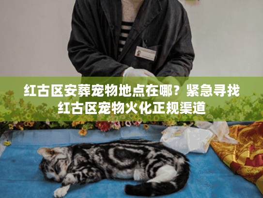 红古区安葬宠物地点在哪？紧急寻找红古区宠物火化正规渠道