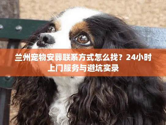 兰州宠物安葬联系方式怎么找？24小时上门服务与避坑实录