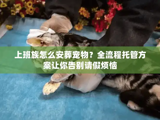 上班族怎么安葬宠物？全流程托管方案让你告别请假烦恼