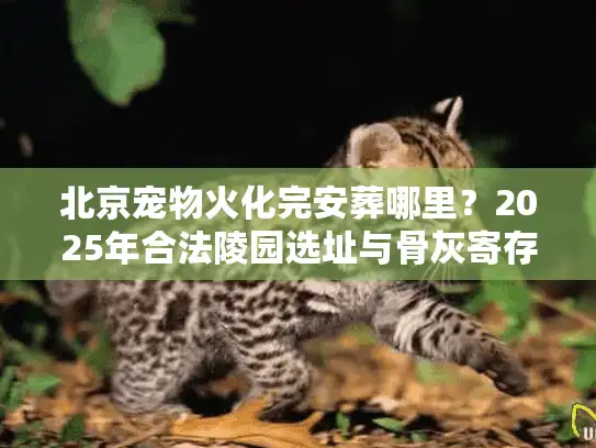 北京宠物火化完安葬哪里?2025年合法陵园选址与骨灰寄存实战 北京宠物火化完安葬哪里?2025年合法陵园选址与骨灰寄存实战
