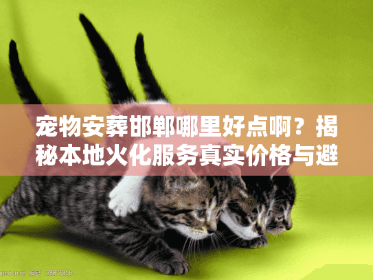 宠物安葬邯郸哪里好点啊？揭秘本地火化服务真实价格与避坑细节