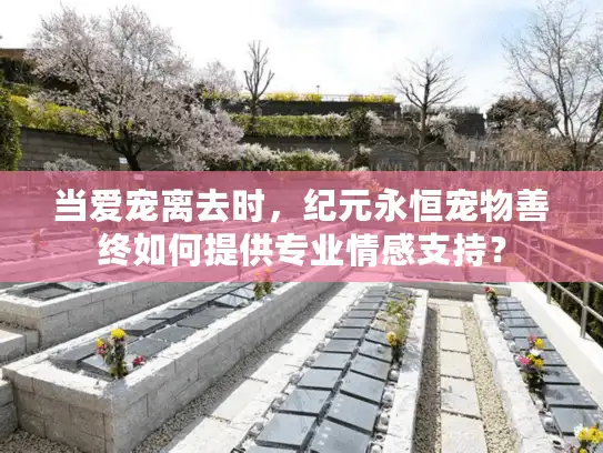 当爱宠离去时，纪元永恒宠物善终如何提供专业情感支持？