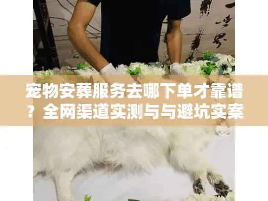 宠物安葬服务去哪下单才靠谱？全网渠道实测与与避坑实案