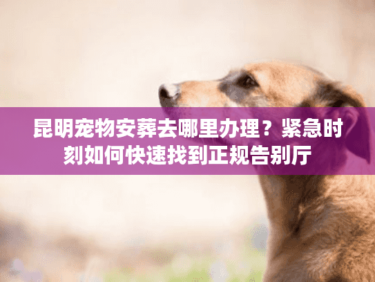 昆明宠物安葬去哪里办理？紧急时刻如何快速找到正规告别厅