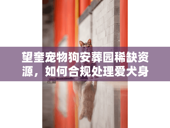 望奎宠物狗安葬园稀缺资源，如何合规处理爱犬身后事？