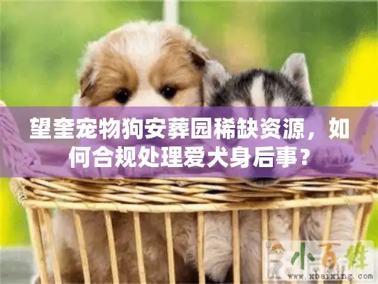 望奎宠物狗安葬园稀缺资源，如何合规处理爱犬身后事？