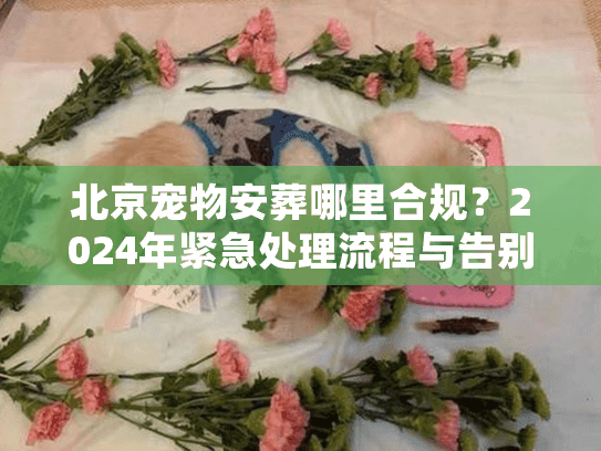 北京宠物安葬哪里合规?2024年紧急处理流程与告别避坑实录 北京宠物安葬哪里合规?2024年紧急处理流程与告别避坑实录