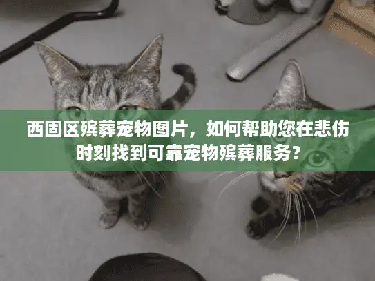 西固区殡葬宠物图片，如何帮助您在悲伤时刻找到可靠宠物殡葬服务？