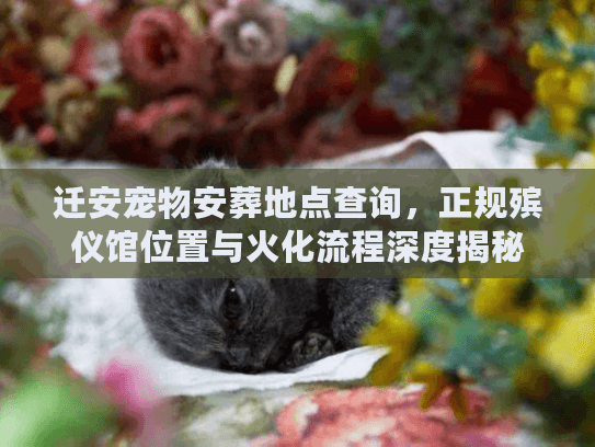 迁安宠物安葬地点查询，正规殡仪馆位置与火化流程深度揭秘