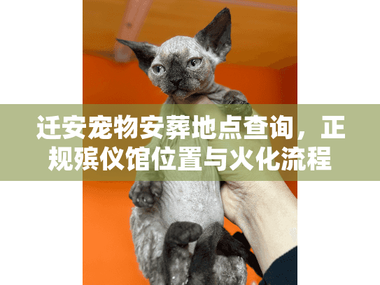 迁安宠物安葬地点查询，正规殡仪馆位置与火化流程深度揭秘