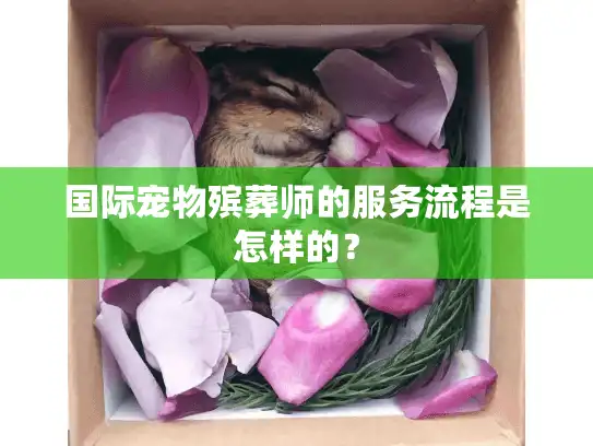 国际宠物殡葬师的服务流程是怎样的？
