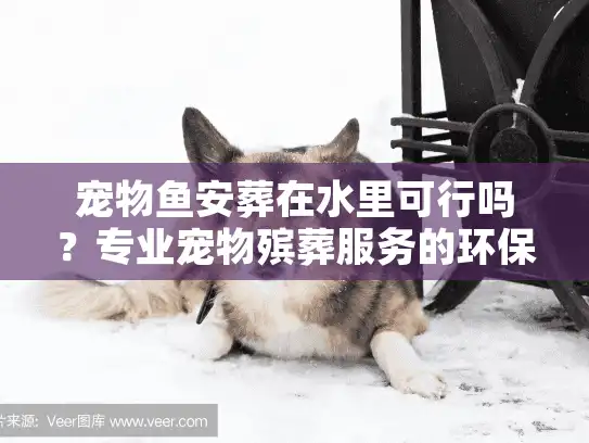 宠物鱼安葬在水里可行吗？专业宠物殡葬服务的环保水葬解析
