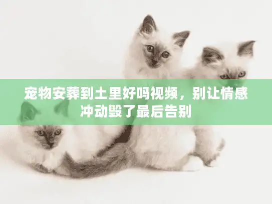 宠物安葬到土里好吗视频,别让情感冲动毁了最后告别 宠物安葬到土里好吗视频,别让情感冲动毁了最后告别