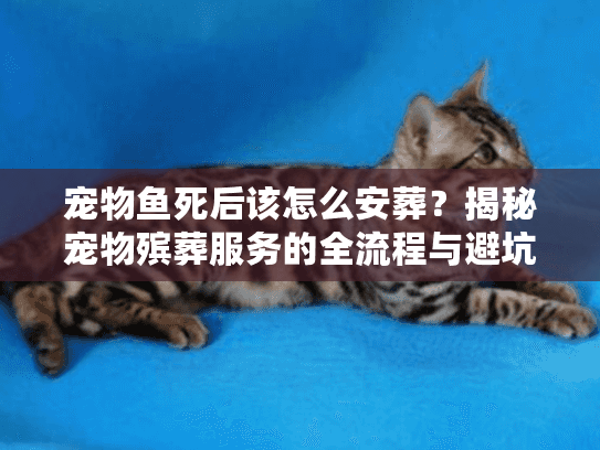 宠物鱼死后该怎么安葬？揭秘宠物殡葬服务的全流程与避坑