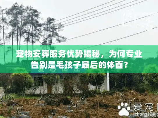 宠物安葬服务优势揭秘,为何专业告别是毛孩子最后的体面? 宠物安葬服务优势揭秘,为何专业告别是毛孩子最后的体面?