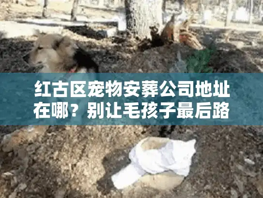 红古区宠物安葬公司地址在哪？别让毛孩子最后路太远