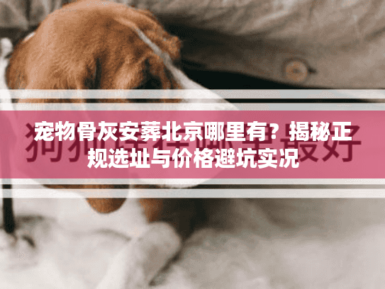 宠物骨灰安葬北京哪里有？揭秘正规选址与价格避坑实况