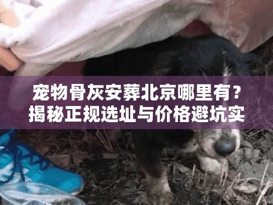 宠物骨灰安葬北京哪里有？揭秘正规选址与价格避坑实况