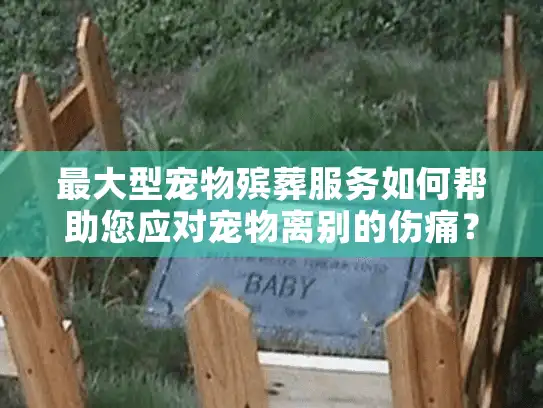 最大型宠物殡葬服务如何帮助您应对宠物离别的伤痛? 最大型宠物殡葬服务如何帮助您应对宠物离别的伤痛?