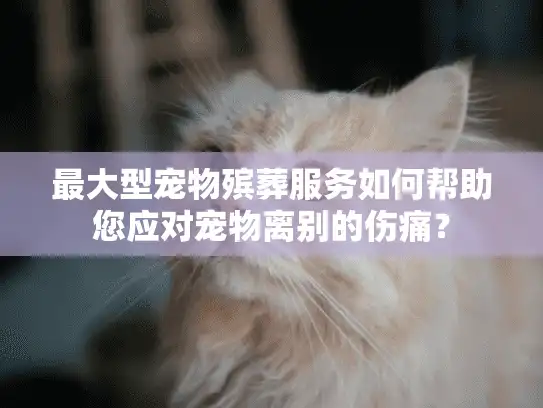 最大型宠物殡葬服务如何帮助您应对宠物离别的伤痛? 最大型宠物殡葬服务如何帮助您应对宠物离别的伤痛?