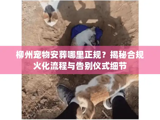 柳州宠物安葬哪里正规？揭秘合规火化流程与告别仪式细节