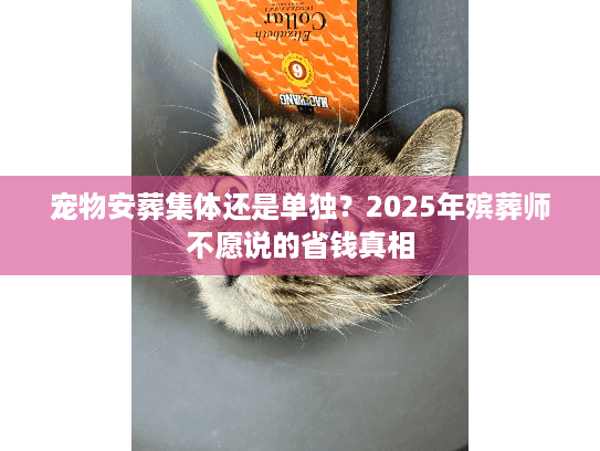 宠物安葬集体还是单独？2025年殡葬师不愿说的省钱真相