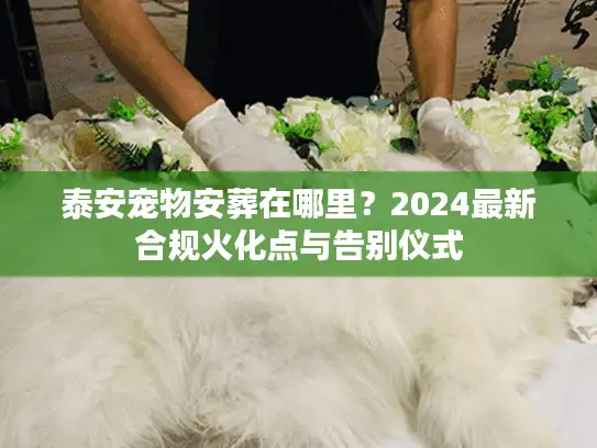 泰安宠物安葬在哪里？2024最新合规火化点与告别仪式
