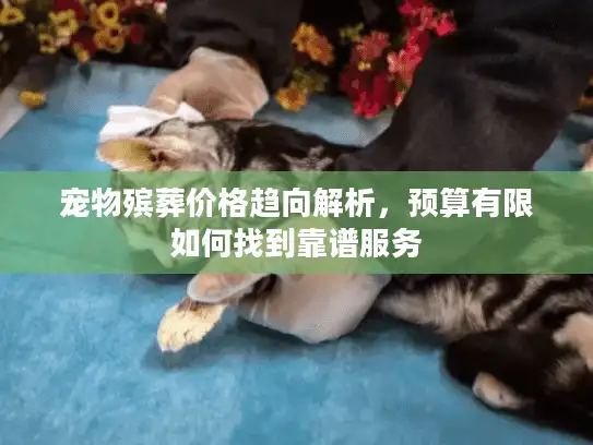 宠物殡葬价格趋向解析，预算有限如何找到靠谱服务