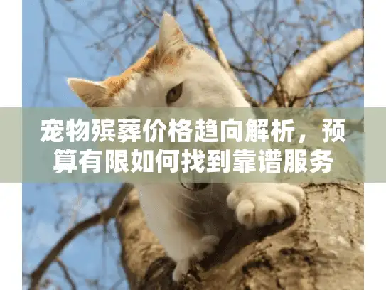 宠物殡葬价格趋向解析，预算有限如何找到靠谱服务