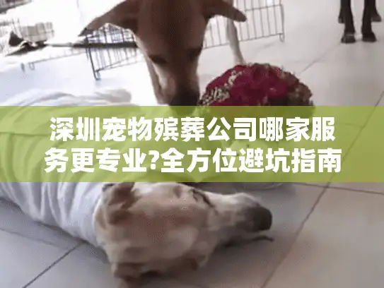 深圳宠物殡葬公司哪家服务更专业?全方位避坑指南2025版