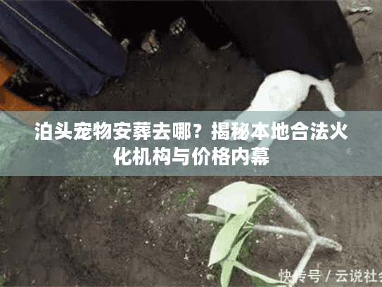 泊头宠物安葬去哪？揭秘本地合法火化机构与价格内幕