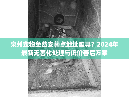 泉州宠物免费安葬点地址难寻？2024年最新无害化处理与低价善后方案