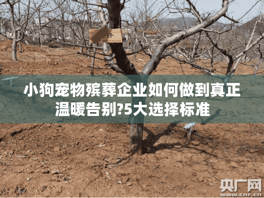 小狗宠物殡葬企业如何做到真正温暖告别?5大选择标准