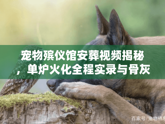 宠物殡仪馆安葬视频揭秘,单炉火化全程实录与骨灰处理细节 宠物殡仪馆安葬视频揭秘,单炉火化全程实录与骨灰处理细节