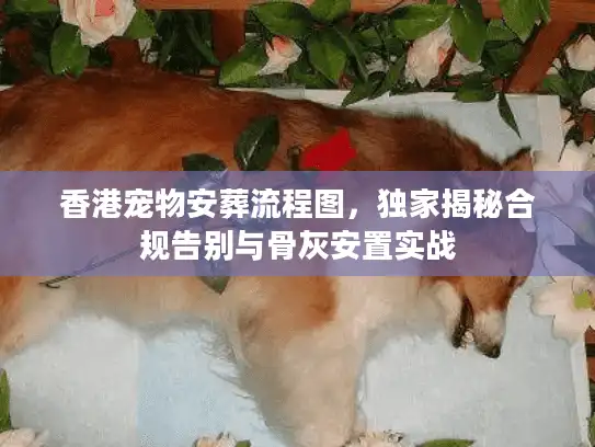 香港宠物安葬流程图，独家揭秘合规告别与骨灰安置实战
