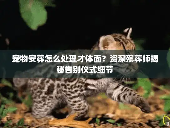 宠物安葬怎么处理才体面？资深殡葬师揭秘告别仪式细节