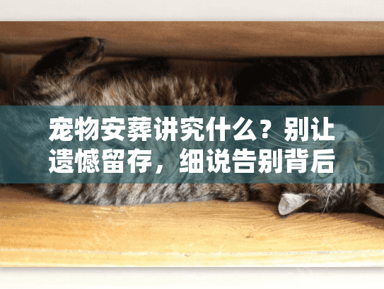 宠物安葬讲究什么？别让遗憾留存，细说告别背后的门道与流程