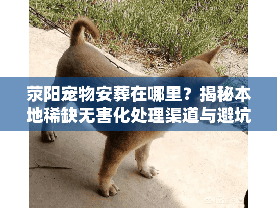 荥阳宠物安葬在哪里?揭秘本地稀缺无害化处理渠道与避坑实录 荥阳宠物安葬在哪里?揭秘本地稀缺无害化处理渠道与避坑实录