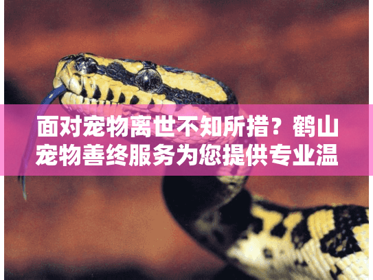 面对宠物离世不知所措?鹤山宠物善终服务为您提供专业温暖告别方案 面对宠物离世不知所措?鹤山宠物善终服务为您提供专业温暖告别方案