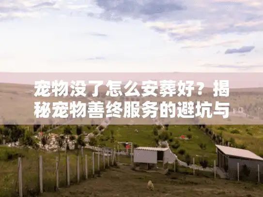 宠物没了怎么安葬好？揭秘宠物善终服务的避坑与实操