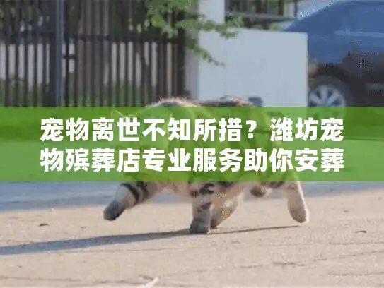 宠物离世不知所措？潍坊宠物殡葬店专业服务助你安葬爱宠