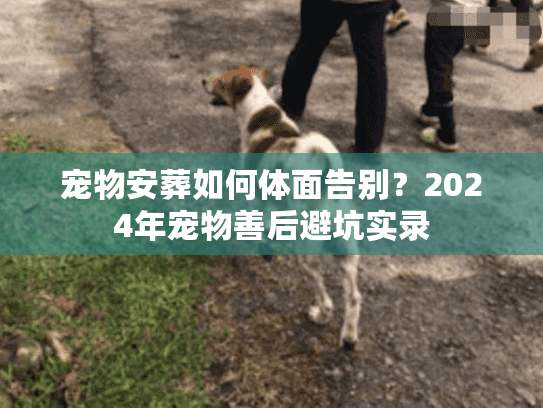 宠物安葬如何体面告别？2024年宠物善后避坑实录