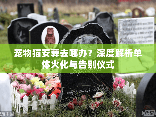 宠物猫安葬去哪办？深度解析单体火化与告别仪式