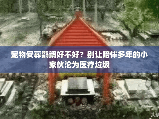 宠物安葬鹦鹉好不好？别让陪伴多年的小家伙沦为医疗垃圾
