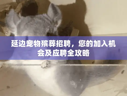 延边宠物殡葬招聘，您的加入机会及应聘全攻略